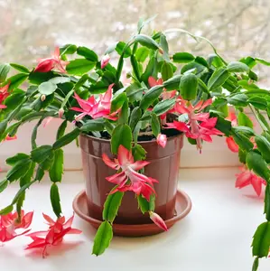 Red Christmas Cactus Live Plant for Planting, Holiday Cactus Flowers Crab Cactus Plant in 3 Inch Pot