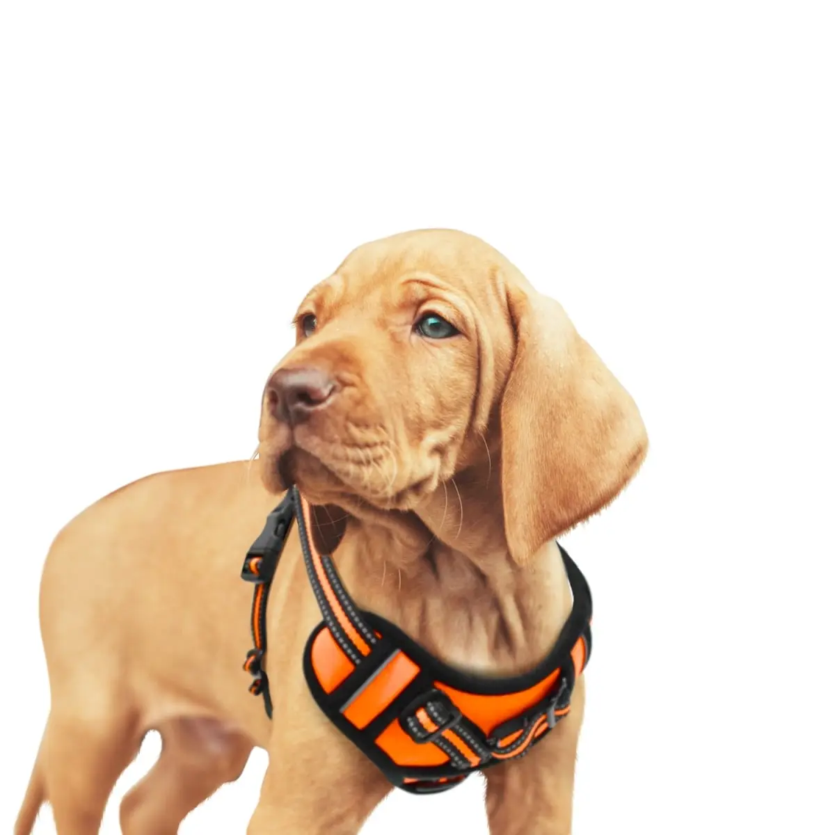 GOOPAWS GDH-1320OR GOOPAWS Padded Reflective Dog Harness, Easy Control Lightweight Dog Harness, Adjustable Outdoor Pet Harness for Small Medium Large Dogs
