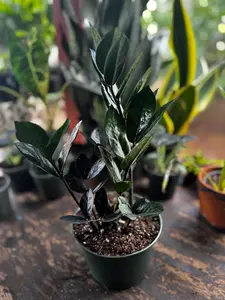 Black ZZ Plant: Air Filter, Live Indoor/Outdoor Plant (6 In. Pot)