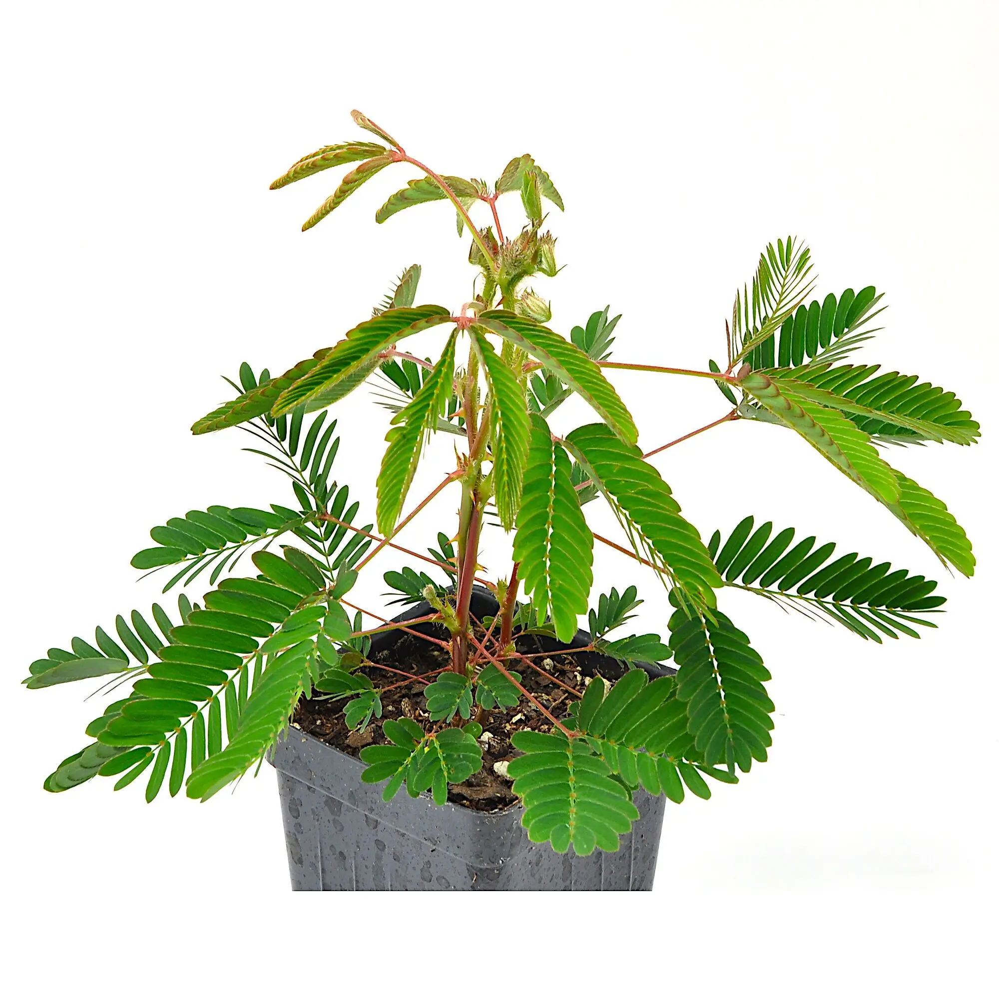 Mimosa pudica, Sensitive Plant
