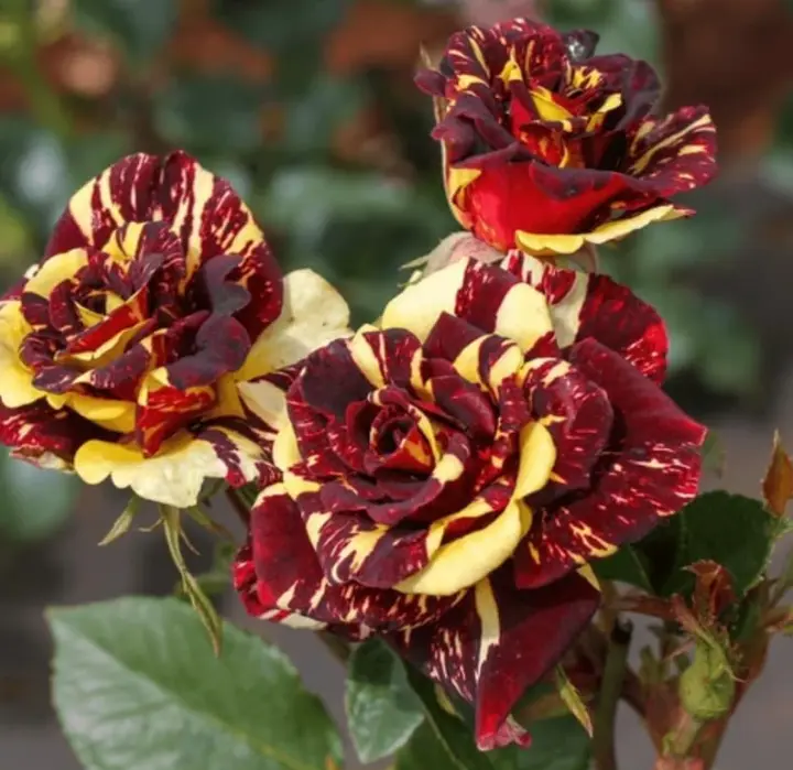 Abracadabra rose Plant Live, Fragrant Heirloom Flower Bush, 5-10 Inch Tall, Grows as Climbing or Shrub for Outdoor Garden, No Pot (Red Yellow Rose)