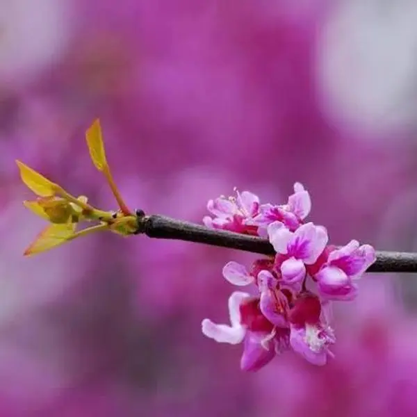 Eastern Redbud Tree Live Plant 12-24” Tall Potted Native Flowering Tree Spring Blooms