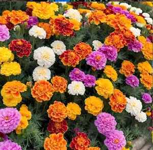 500pcs Marigold Seeds Mix – Bright, Long-Blooming Flowers That Attract Bees & Butterflies – Easy to Grow, Drought Tolerant, and Perfect for Garden Borders, Pots & Outdoor Landscapes – Add a Burst of Golden Sunshine to Your Space!