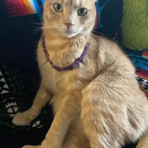 Cat Crystal Necklace