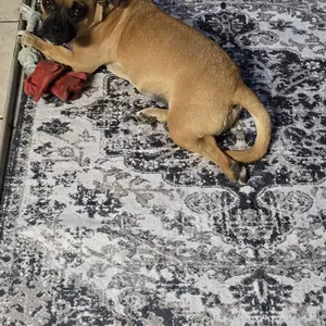 Lovewag Pets Washable Dog Pads - Pack of 2, Eco-Friendly & Leak-Proof Design, Multi-Design Options: Sage Forest,  Marmalade Sunshine, Moonlit Night, Rustic Terracotta, 16" x 24" & 36" x 48"& 28" x 41"