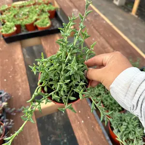 4” pot String of dolphins  plant