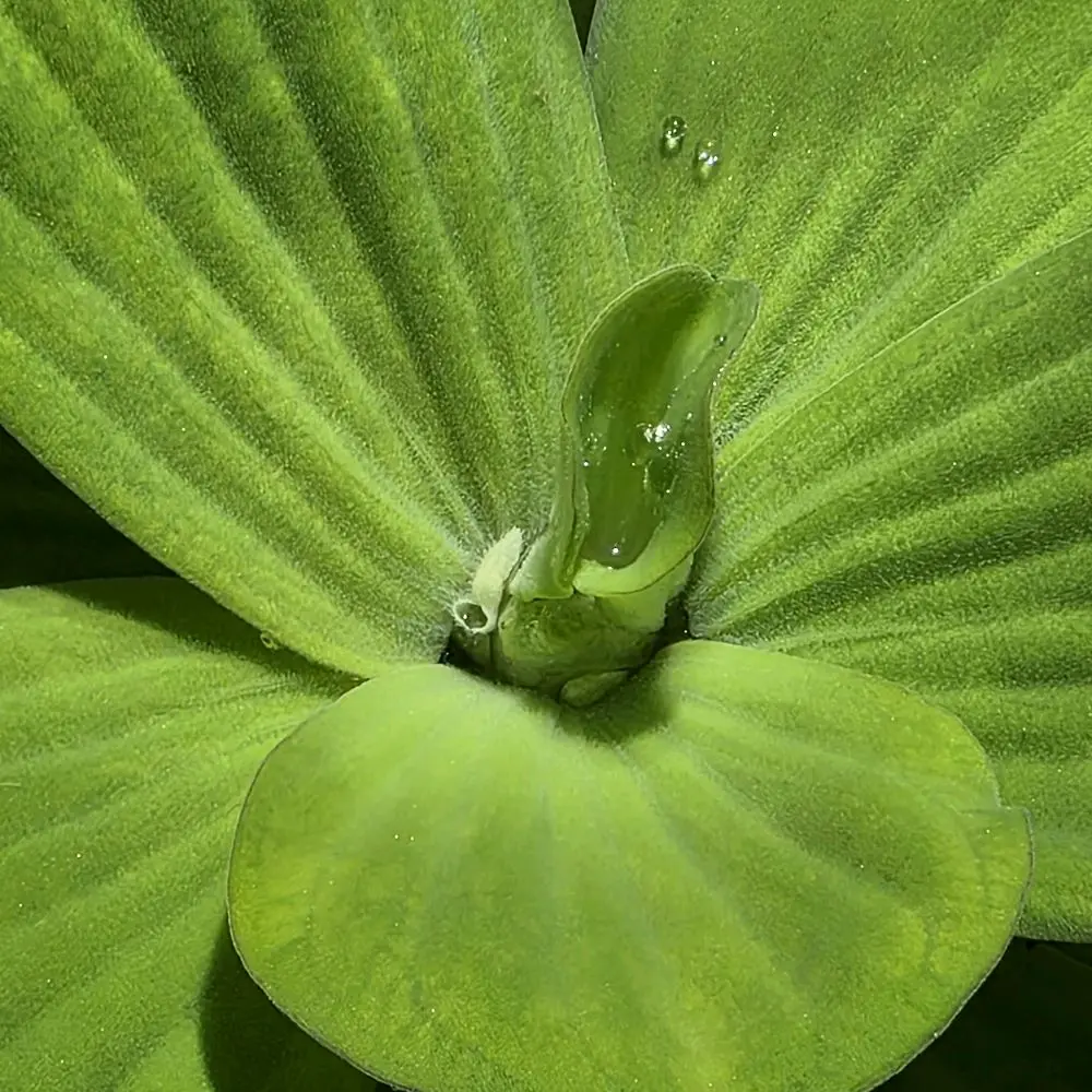 Tofu's Tanks Water Lettuce - Live Floating Plant for Aquariums - Long roots that are great for betta fish, shrimp, and raising baby fish!