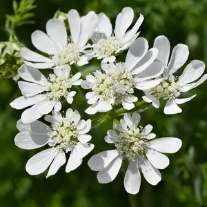 Orlaya seeds