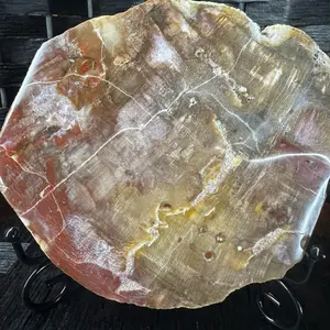 Petrified wood slab, with stand