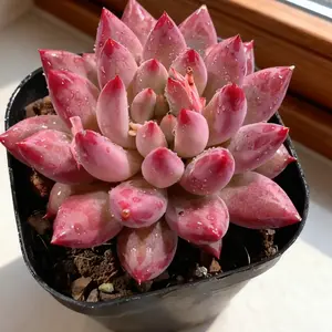 Echeveria Cherry Cherry Succulent Plant – Vivid Red Live Plant, Rare Color, Cute & Easy to Care for, Perfect for Home Decor & Gifts