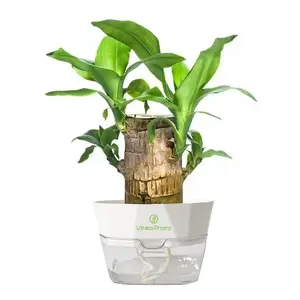 Brazilian Lucky Wood Hydroponic Plant - Symbol of Luck Prosperity - Easy to Grow Indoors with Ceramic Tray Included - Enhances Humidity Reduces Stress - Topiary Artificial Tree Decorative Ornament Gift