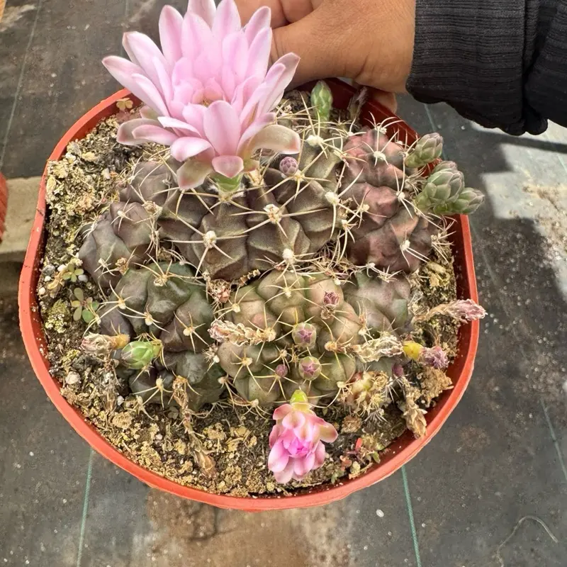 Gymnocalycium Plant 6 inch pot Cactus Plant - TikTok Shop