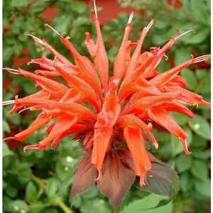 Green River- 100 Orange Bee Balm Seeds - Vibrant Decor Decoratives for Pollinator Gardens - Premium Seeds Perennial Wildflower, Heirloom Non-GMO, Moist, Full Sun, 28-36 Inches Tall