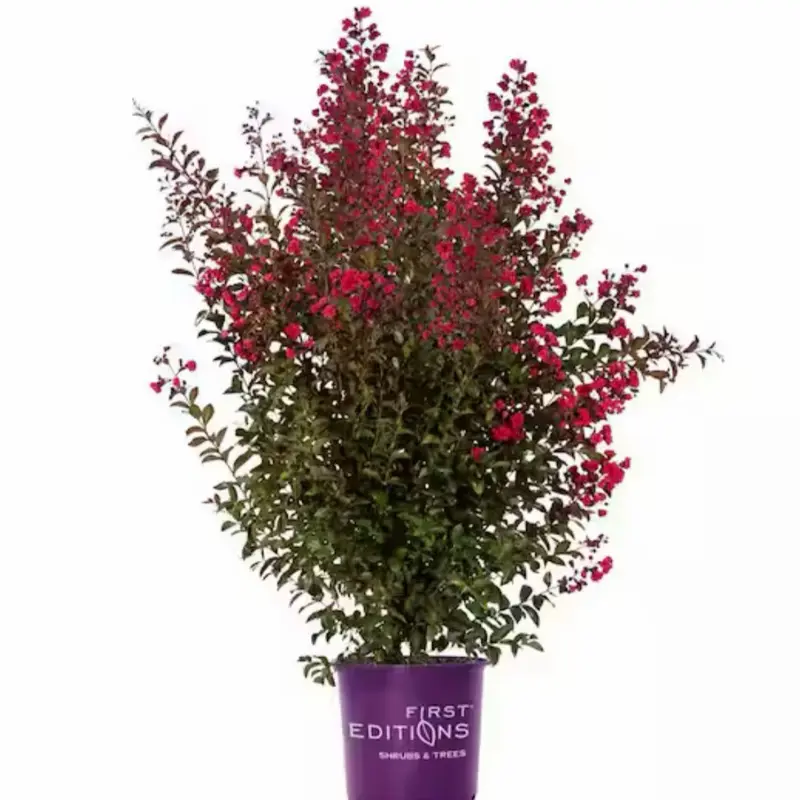 Crape Myrtle Flowering Shrub - Low-Maintenance, Long-Blooming Ornamental Plant for Outdoor Gardens, Patio Landscaping