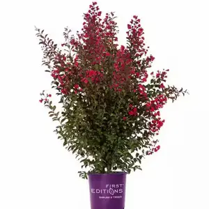 Crape Myrtle Flowering Shrub - Low-Maintenance, Long-Blooming Ornamental Plant for Outdoor Gardens, Patio Landscaping