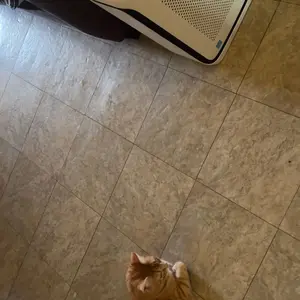 Product Review of LEVOIT Vital 200s Air Purifier for Home Large Room Up to 1900 Ft², Smart WiFi, HEPA Washable Filter, Anti-allergy, Pet Hair, Smoke, Pet Odors from C**L H** ** ⭐**🤓