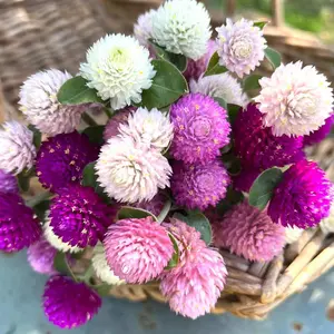 Gomphrena Globe Amaranth Mixed Color Rainbow Seeds 3 Pack x 1200 Seeds Non-GMO Fresh Flavor Kitchen Window Herb