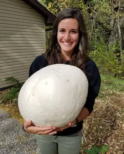 GIANT PUFFBALL MUSHROOM GROWING KIT. OVER 1 BILLION SPORES - Calvatia gigantea! GIANT PUFFBALL MUSHROOM GROWING KIT. OVER 1 BILLION SPORES - Calvatia gigantea!
