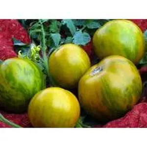 SESE: Tomato: Green Zebra Seeds