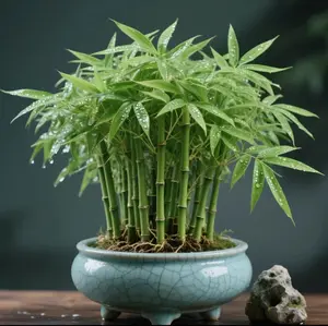 Lucky Bamboo Cypress Seeds for Planting – Easy to Grow Indoor Bamboo Houseplants for Home & Office Décor – Low Light Green Plant with Feng Shui Good Luck Energy – Air Purifying, Stress Relief, Beginner Friendly, Perfect Gift for Friends & Family