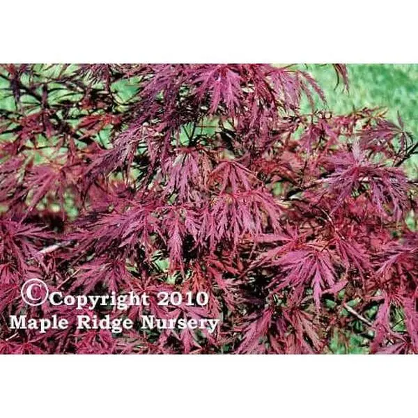 Acer palmatum 'Red Dragon' Dwarf Japanese Maple