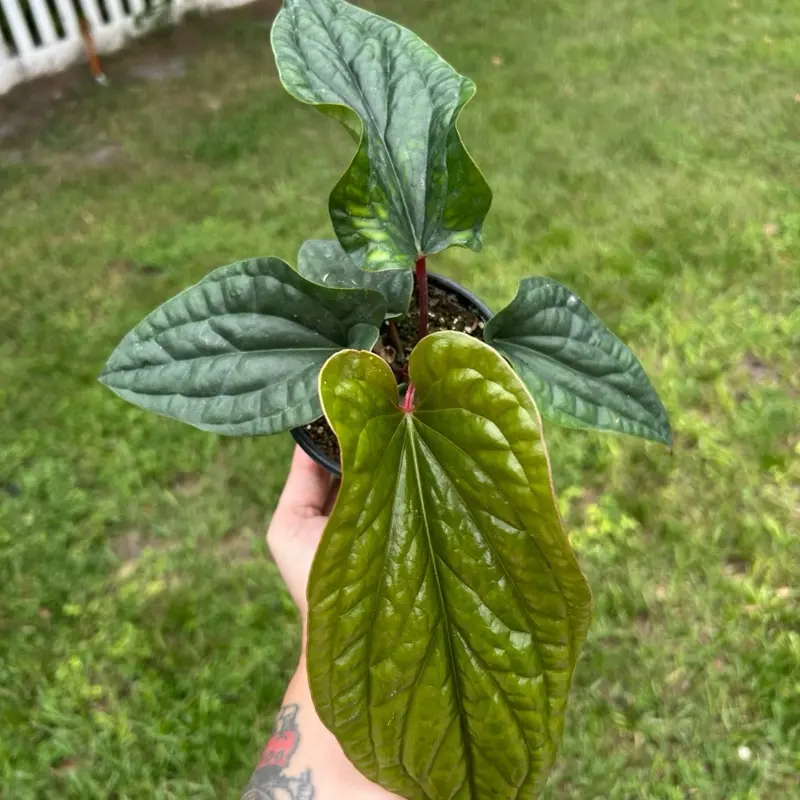 Anthurium Radical Luxri