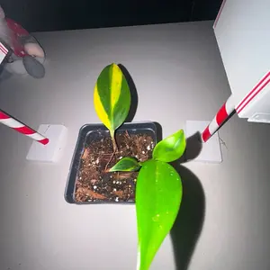 scindapsus coriaceus