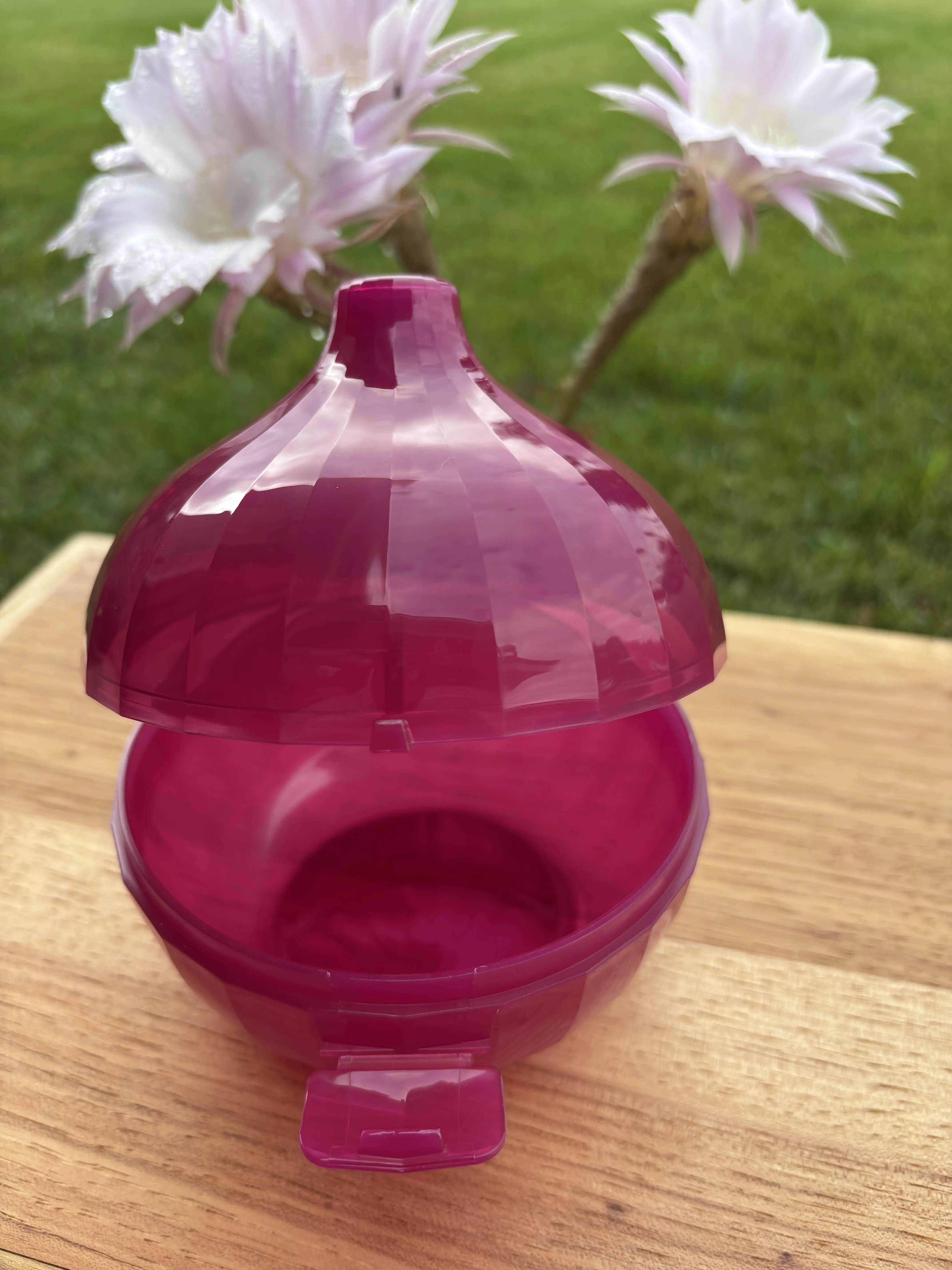 Cebolla color morada / Onion Keeper Cebolla color morada / Onion Keeper