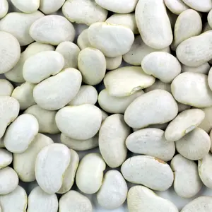 Fordhook 242 Bush Lima Bean Heirloom Seeds (Phaseolus lunatus) Early-maturing variety with creamy texture and excellent garden vigor