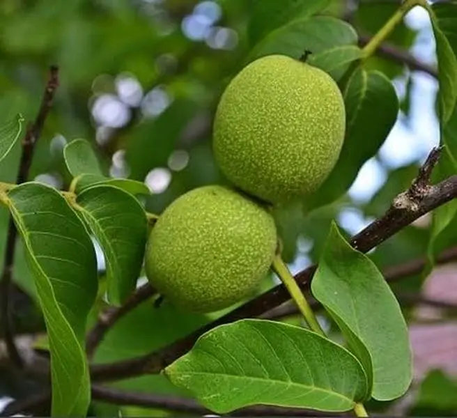 Black Walnut Tree Seedling for Planting