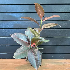 Ficus Elastica Ruby Plant in a 4 Inch Pottted Plant