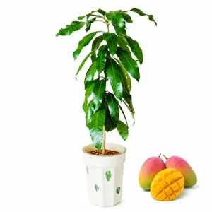 Mango Tree Starter Plant - Tropical Fast-Growing Fruit Tree with Tropical Aesthetic, Full Sun Outdoor Option for Home Garden, Greenhouses, Plant Bag