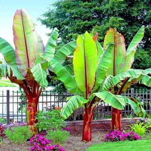 100+ Exotic Red Abyssinian Banana Plant Tree Heirloom Seeds for Garden Enrichment