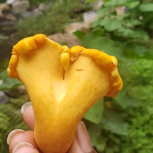 Pfifferlinge Chanterelle Mushrooms