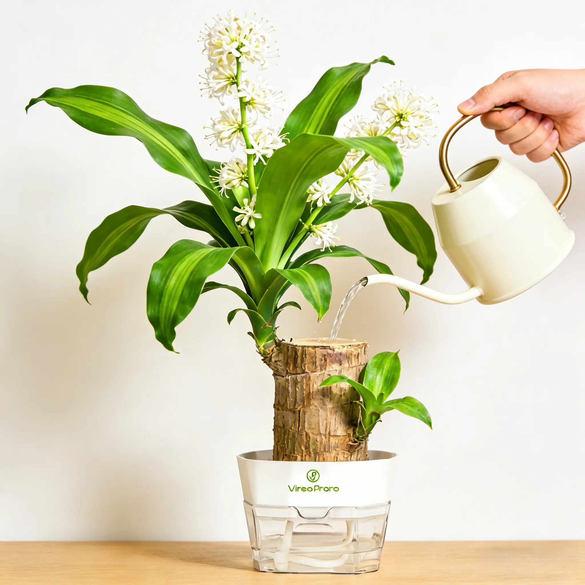 Brazilian Lucky Wood Hydroponic Plant with Base – Easy-Care Indoor Desk Decor & Gift