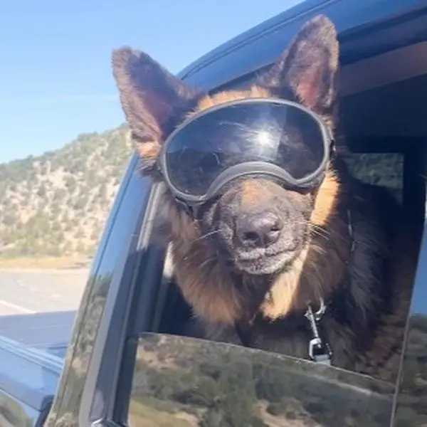2GS Dog Goggles