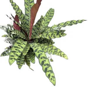 8” Rattlesnake Calathea, Lancifolia