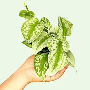 4" Scindapsus Pictus 'Exotica', Satin Pothos, Beginner Friendly Live Houseplant, Indoor Plant