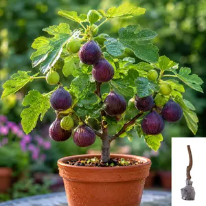 Brown Turkey Fig Tree Live Plant | Self-Pollinating |  Low Maintenance Fruit Tree for Pots and Ground Planting | Beginner Friendly Fig Tree Starter