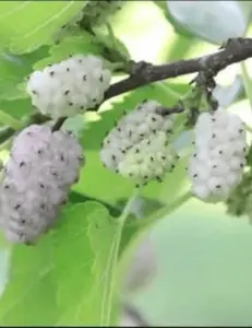 White Mulberry Tree