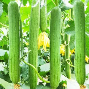 Smooth loofah seeds - 30 seeds - 2025 Plant smooth medium wide sponge open pollinated cucumber loofah Bitter Gourd Asia Grow your own family farm yard
