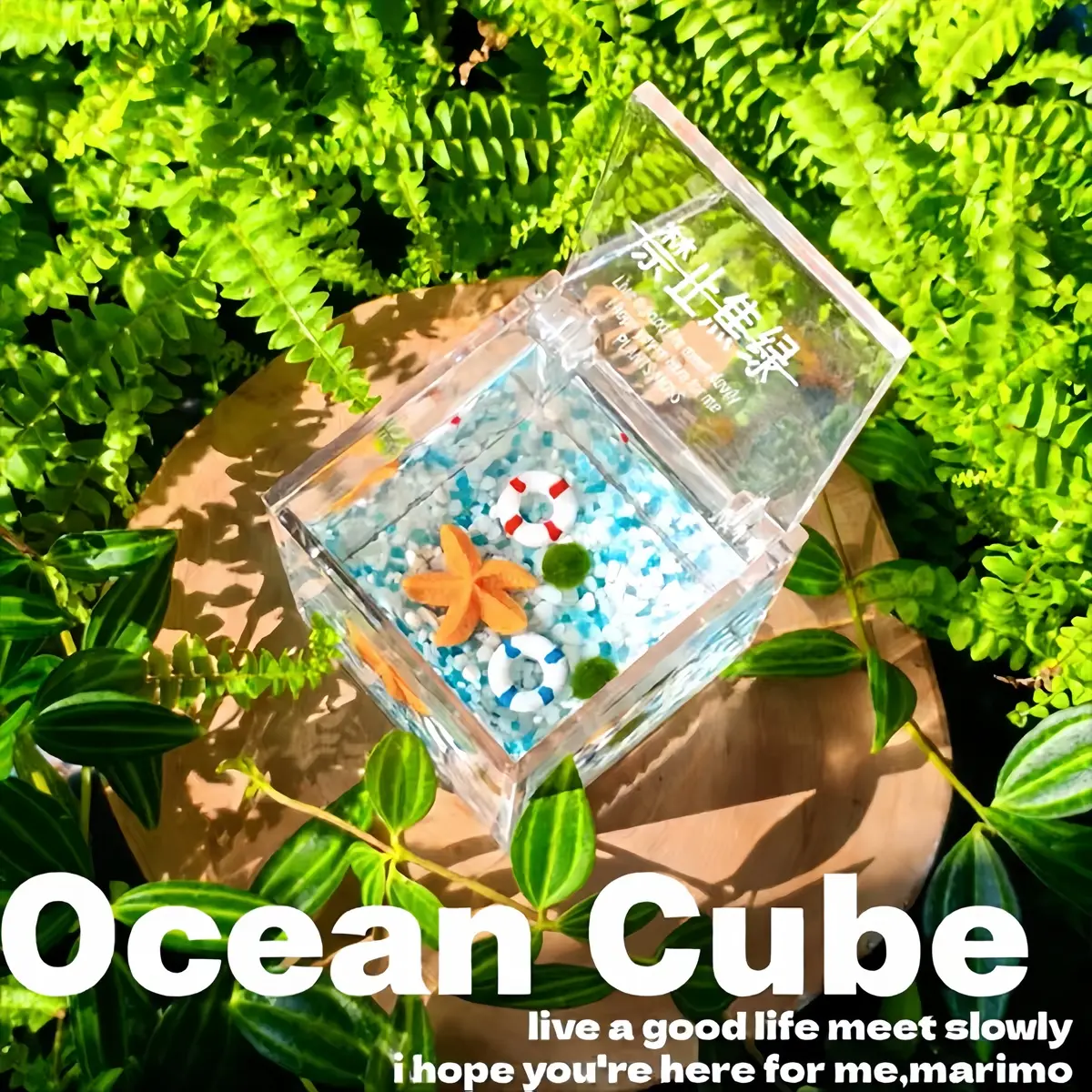 Healing Live Aquarium Plant Decor - Cute Cube Terrarium with Marimo Moss Ball, A Self-Sustaining Closed Ecosystem & Soothing Micro-Landscape for Mindful Desk (Includes LIVELY Moss Ball Pet)