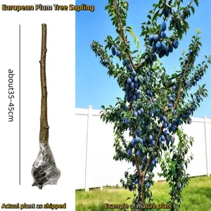 Heirloom European plum bare root tree, 4–5 years old, with healthy root system. Self-pollinating. Low maintenance. Suitable for home gardening. Beginner-friendly. Hardy Mission Plant