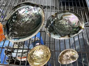 Radiant Abalone Shells: Vibrant Hues of Ocean's Treasures