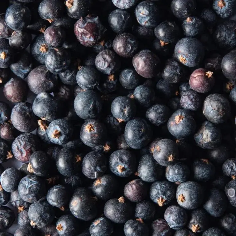 Juniper Berry