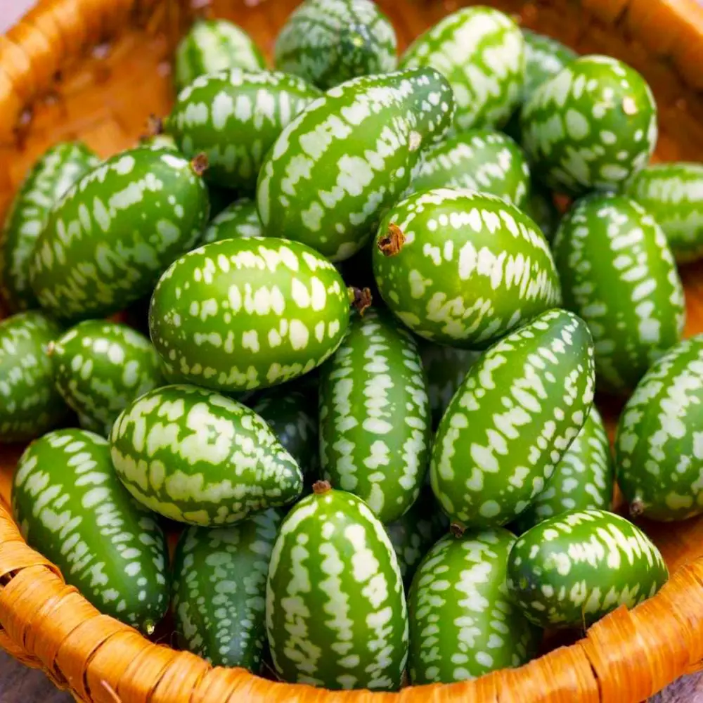 Cucamelon (Mexican Sour Gherkin) Seeds