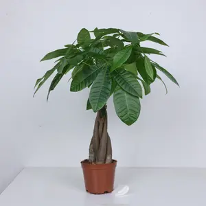 LZ01 / 5 Braid Money Tree Live Houseplant in 4 Inch Pot | Decorative Indoor Green Plant for Home & Office