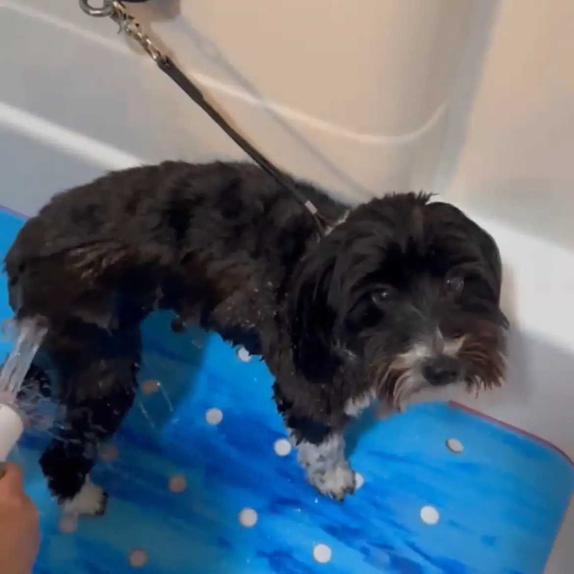 SpawMat Pet Bath Mat by PawMat