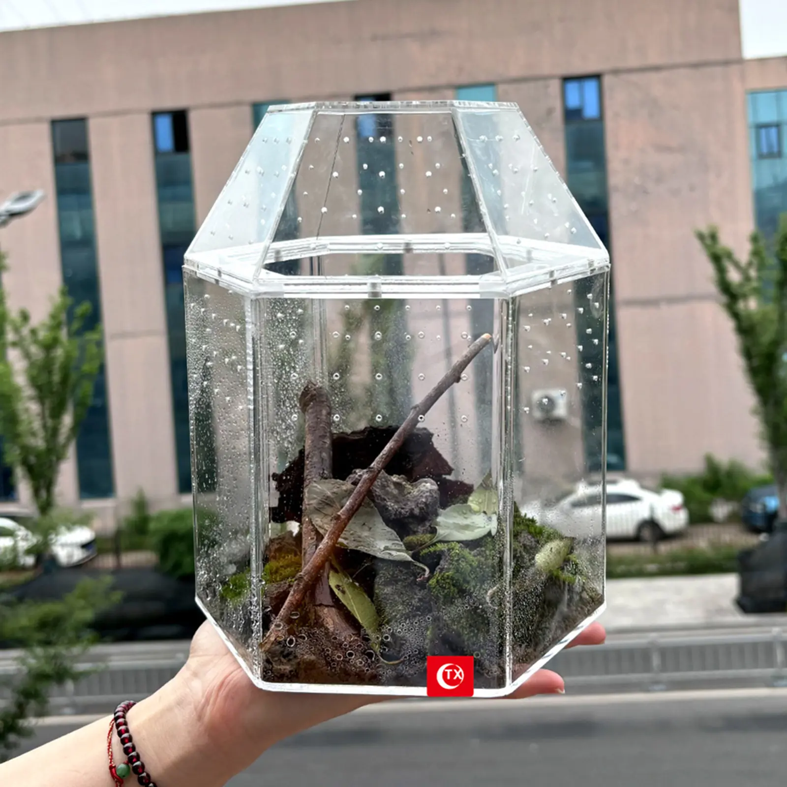 Acrylic Transparent Jumping Spider Enclosure - 180x160x220mm (7.09x6.3x8.66in) Single Unit Bug Terrarium Breeding Box, Secure Habitat with Effective Ventilation for Small Reptiles, Tree Frogs & Observation Use