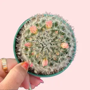Mammillaria Bocasana Cactus Succulent Plant